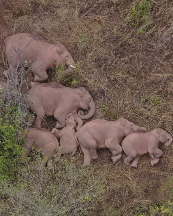 드론에 찍힌 코끼리 가족의 낮잠