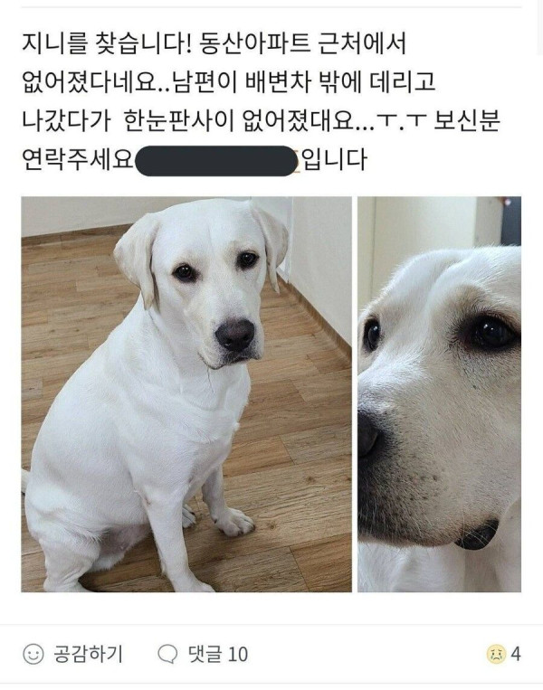 잃어버린 개를 찾는법